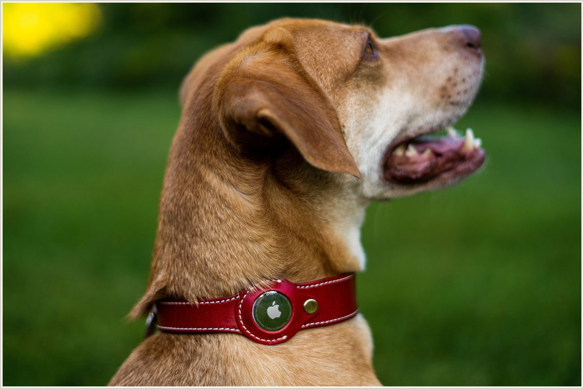 Dog Collars